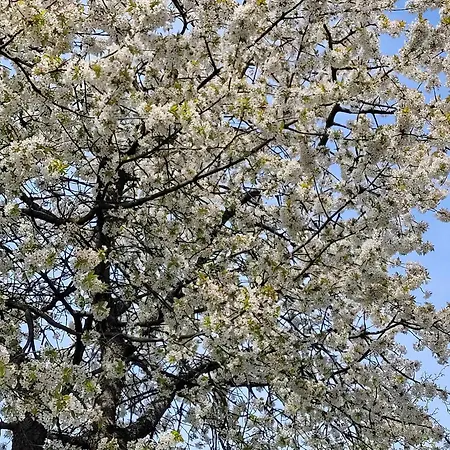 Biala Flaga Хажуковы