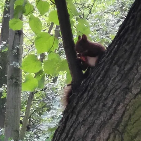 Biala Flaga Апартаменты *