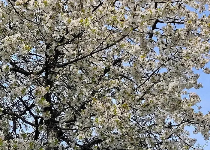 Biala Flaga Charzy 150m Od Jeziora Charzykowy