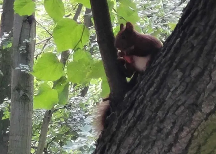Biala Flaga Charzy 150m Od Jeziora Apartman *